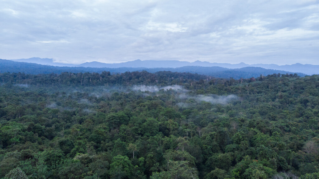 Protecting Rainforests for Wild Orangutans