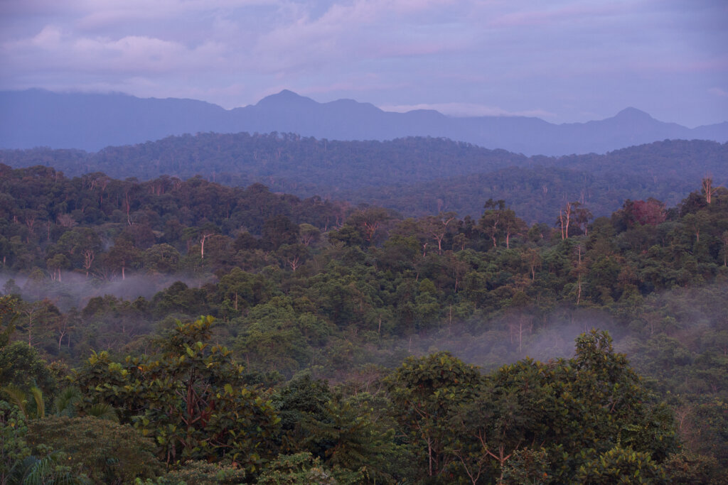 Protecting Rainforests for Wild Orangutans