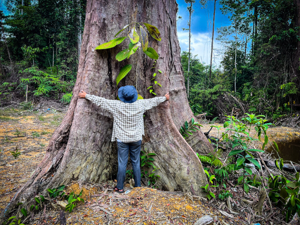 Protecting Rainforests for Wild Orangutans