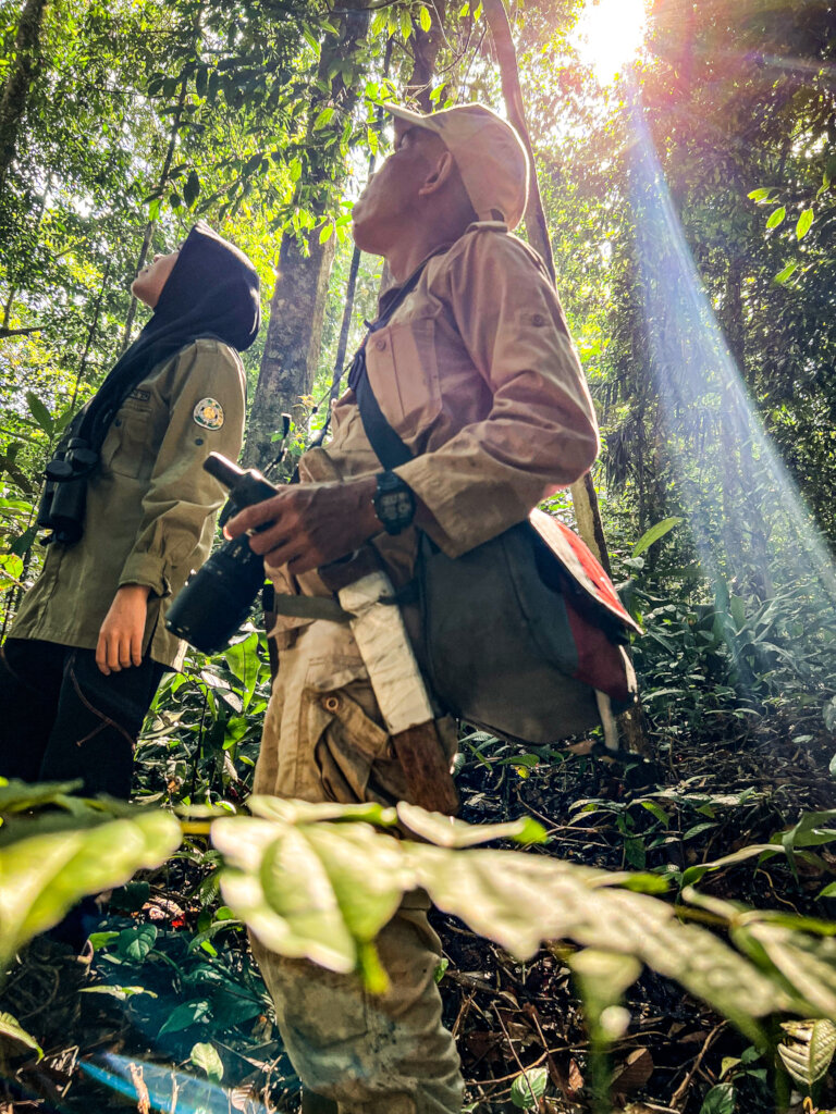 Protecting Rainforests for Wild Orangutans