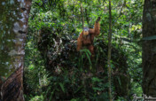 Conserving Intact Rainforest for Orangutans