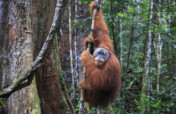 Protecting Rainforests for Wild Orangutans