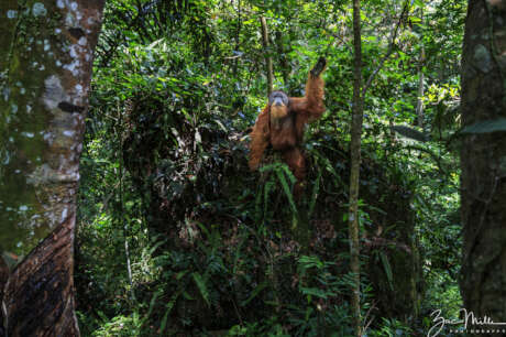 Conserving Intact Rainforest for Orangutans
