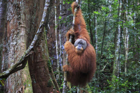 Protecting Rainforests for Wild Orangutans