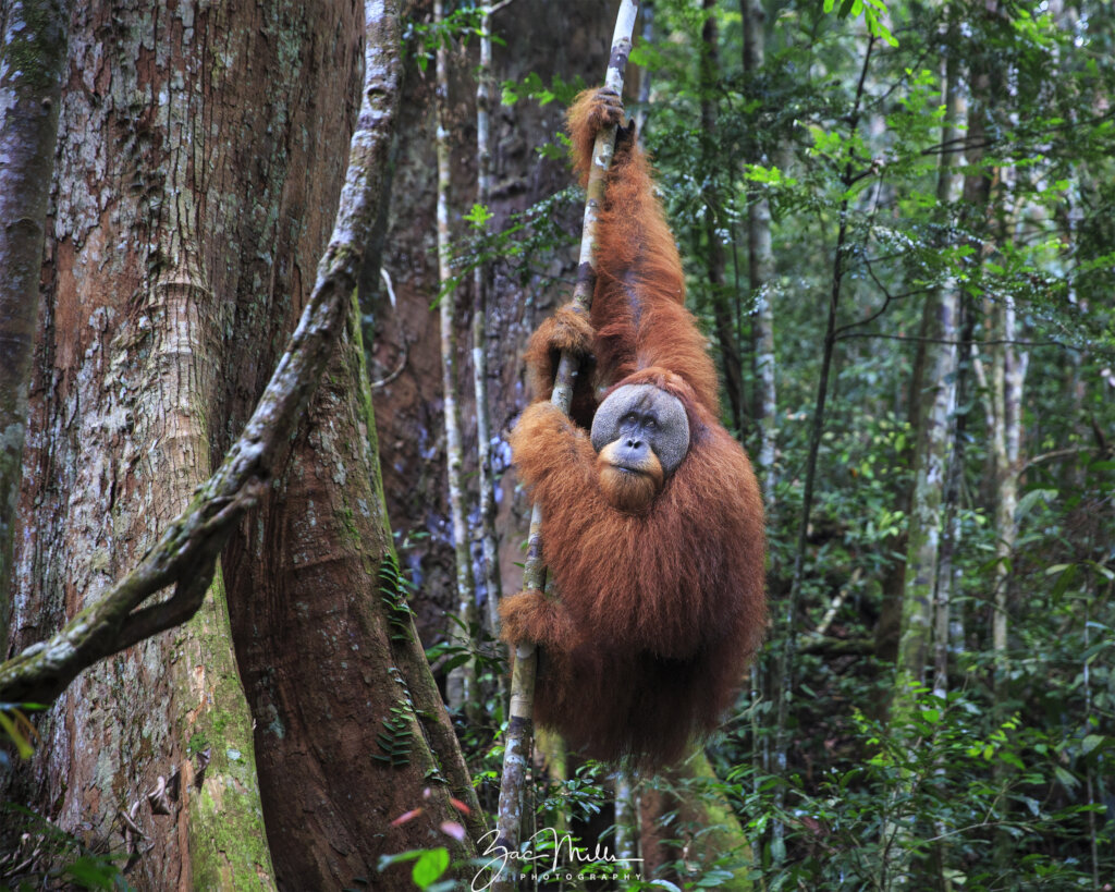 Conserving Intact Rainforest for Orangutans