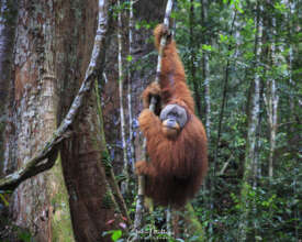 Protecting Rainforests for Wild Orangutans