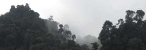 Leuser in the rain taken by Tessa Gelisio