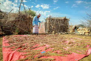 Abdilahi looks at produce from his farm