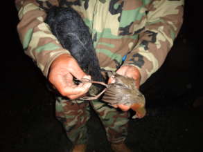 Ranger frees a bird from poaching nets