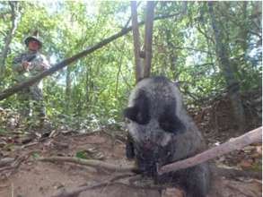 Civet trapped in a lethal snare