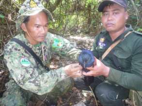 Rangers rescue a bird from a snare