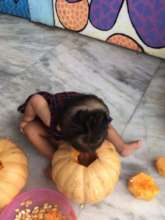 Pumpkin explorations