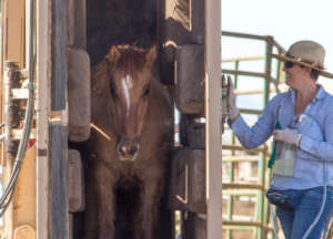 Celeste Carlisle administering vaccines last year