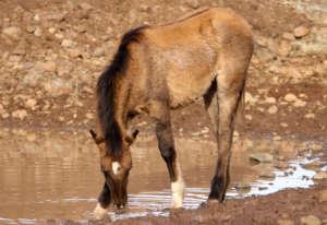 Easter sipping water at the pond in CA in Jan 2018