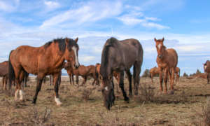 Shota (head down) & Soffel, now in CA