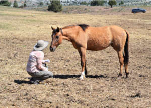 RTF Biologist Celeste chats with Gila herd member