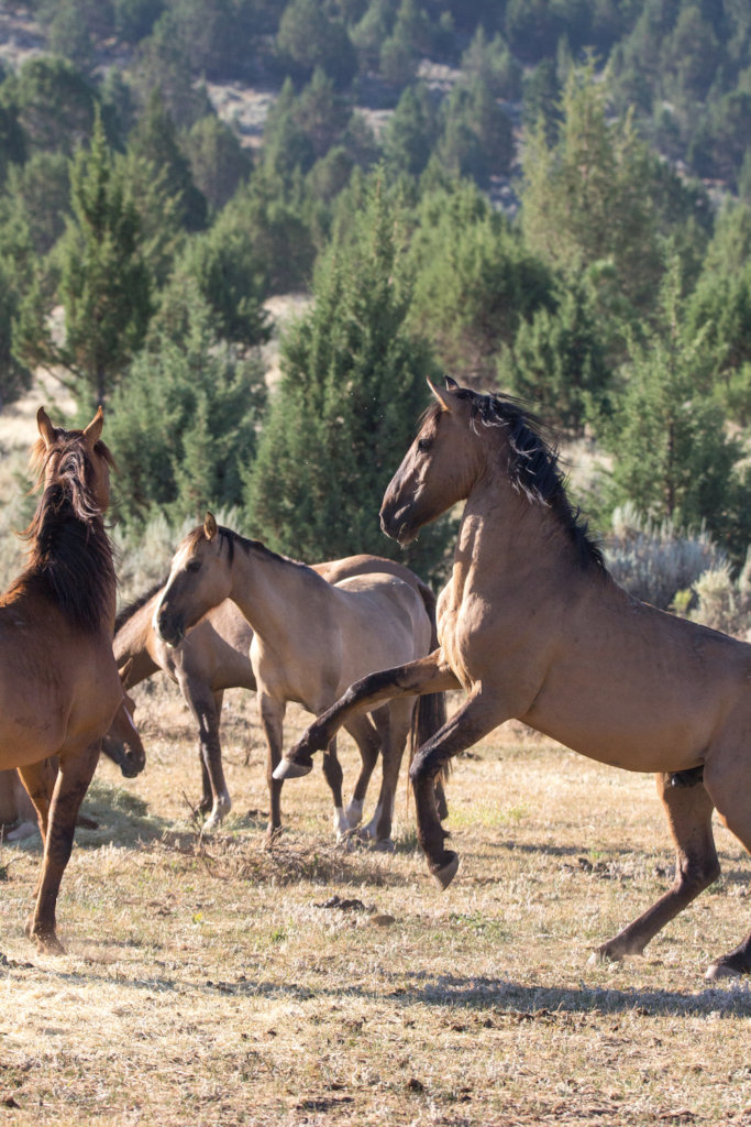 Gila herd in Lassen County, CA