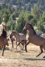 Gila herd in Lassen County, CA