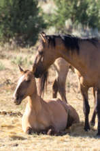 Gila mare resting in Northern California