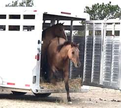 Gilas arrive at Black Hills Sanctuary