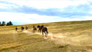 Newly arrived Gilas explore Black Hills Sanctuary