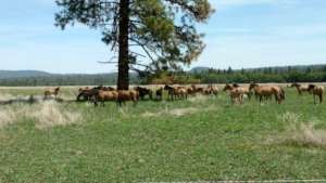 Some of the 71 RTF Gilas living in Northern Calif.