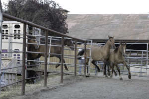 First off the trailer