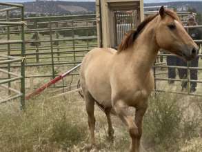 Gelding will stay with mentor(Father?) Thor at RTF