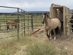 Gila happy to be out of the chute and on her way!