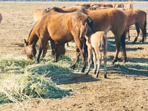 Surprise!-Gila foal beat our birth control...