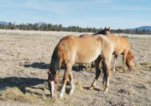 Paloma, a 4 year-old Gila filly