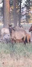 Shota, lead mare in Northern CA