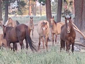 Gilas in No.CA. R-L Delilah, Soffel, friends