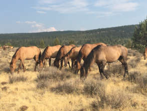 Gila horses grazing together