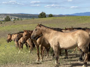 Taking in the last days of California Dreaming