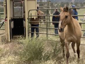 This savvy Gila mare is ready for the Black Hills!