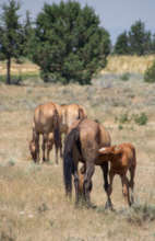 Foal stealing drinks from mom