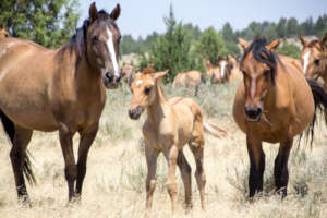 Gila mares and foal in Lassen County, CA