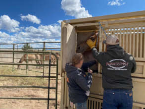 Veterinarian working at the chute