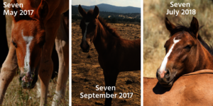 Seven's Coloring Changes