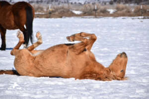 A Snowy Roll
