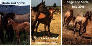 Soffel Growing Up Fast!