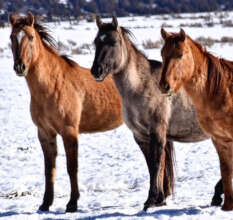 The Three Gilateers