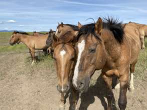 Thor, senior mentor stallion with younger friend