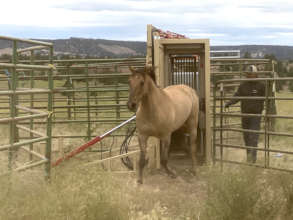 Coggins tests and health certificates for travel