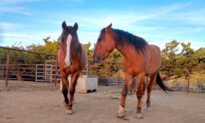 left to right: Natahni, Casey