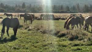 Horses sure like to eat!