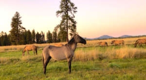 Gilas enjoying their new view