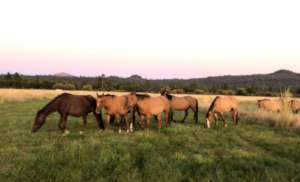 Gilas at their new home