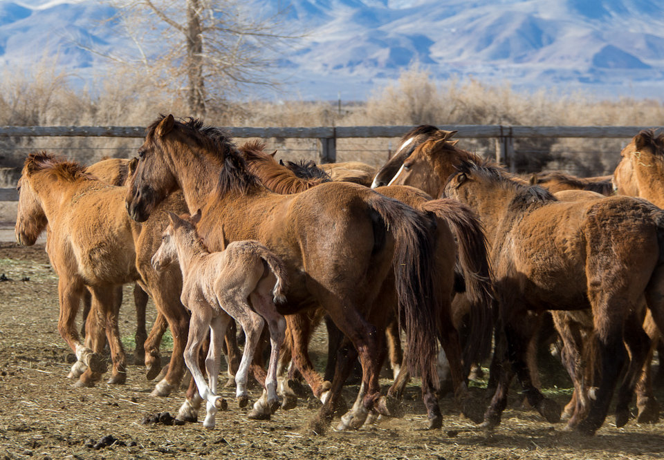 Help Care for the Rescued Gila Herd